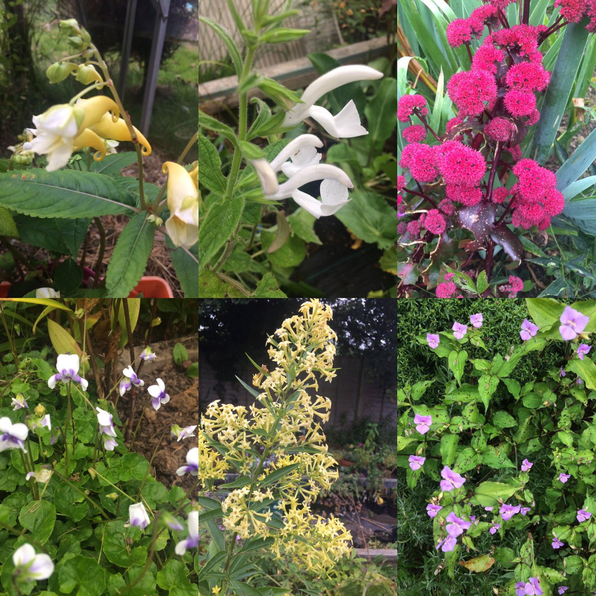 #sixonsaturday Impatiens, Salvia, Sedum, Viola, Cestrum and Tinantia.