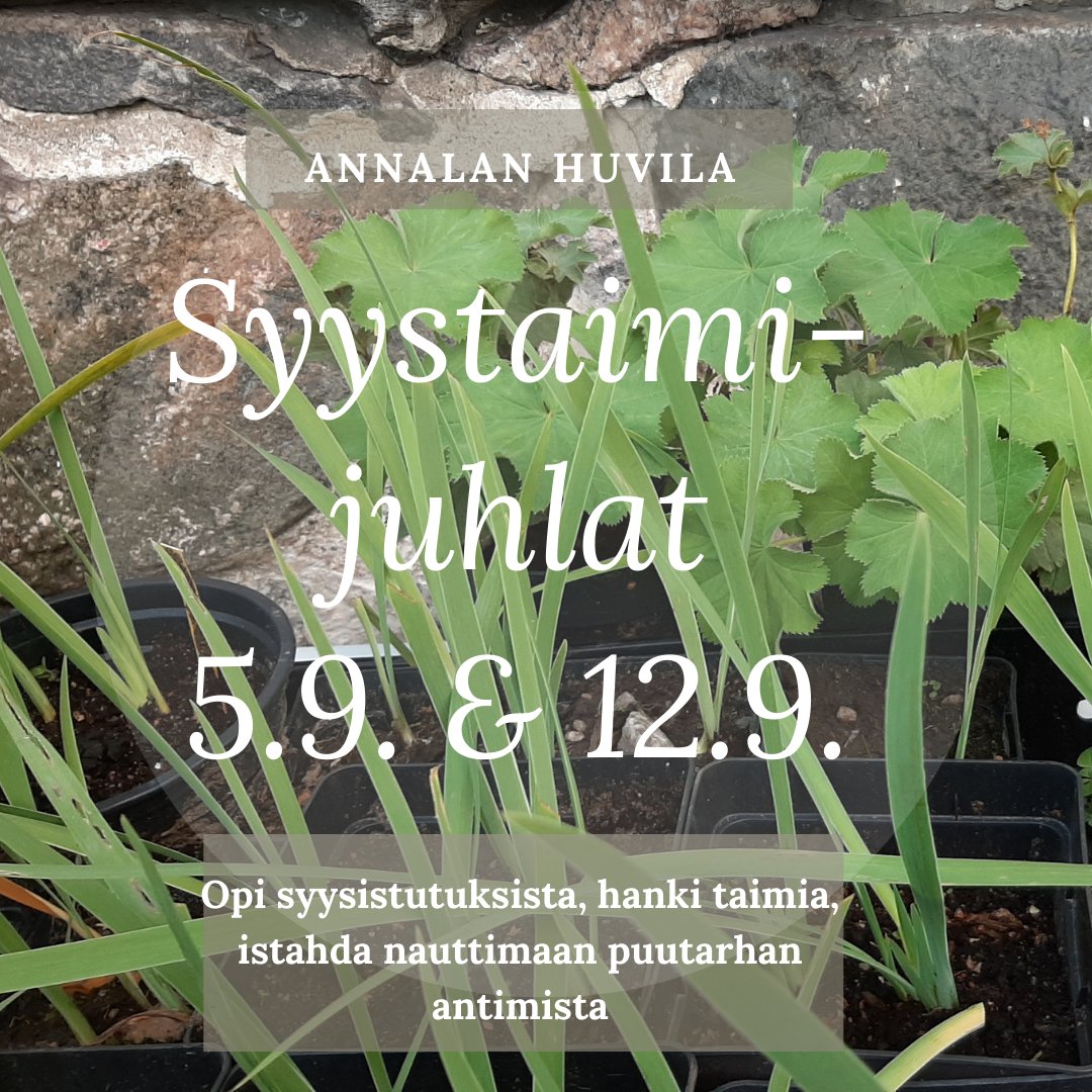 annalanhuvila's tweet photo. Hyvää #syystaimijuhla a! Annalan huvila liittyy juhlintaan ja myy sunnuntain #CafeAnneberg :ssa taimia syysistutukseen. Tervetuloa tietoiskuun syyskylvöistä 12.9. klo 13. #syystaimijuhla #annalanhuvila #syyskylvö https://t.co/g7f88G6aCI