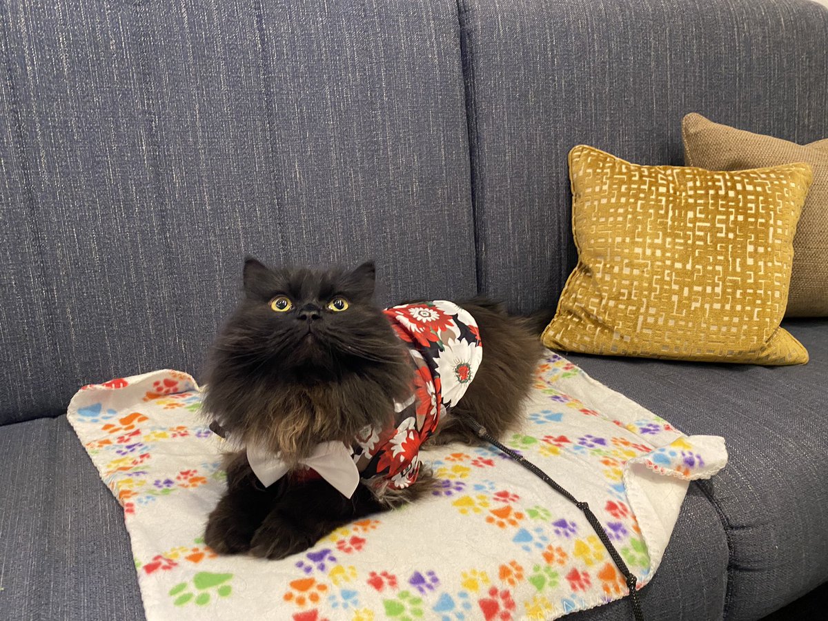 meow_london's tweet photo. Relaxing before traveling @No1Lounges
Always fantastic to see pet friendly travel services! 🐾
#onelounge #petfriendly #pettravel #catsoftheworld #coolcats #cats #airportlounges https://t.co/5ZzMUGhtZk