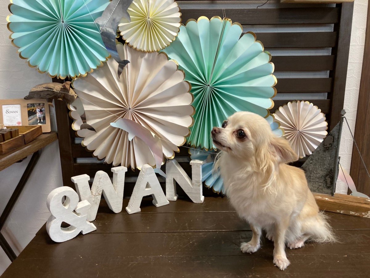 初めての九十九里浜✨

わんちゃんが楽しめる場所がたくさんありました♪

skirt... @diagramofficial 
tops.. ユナイテッドアローズ
shoes... <a href="/jimmychoo/">Jimmy Choo</a>