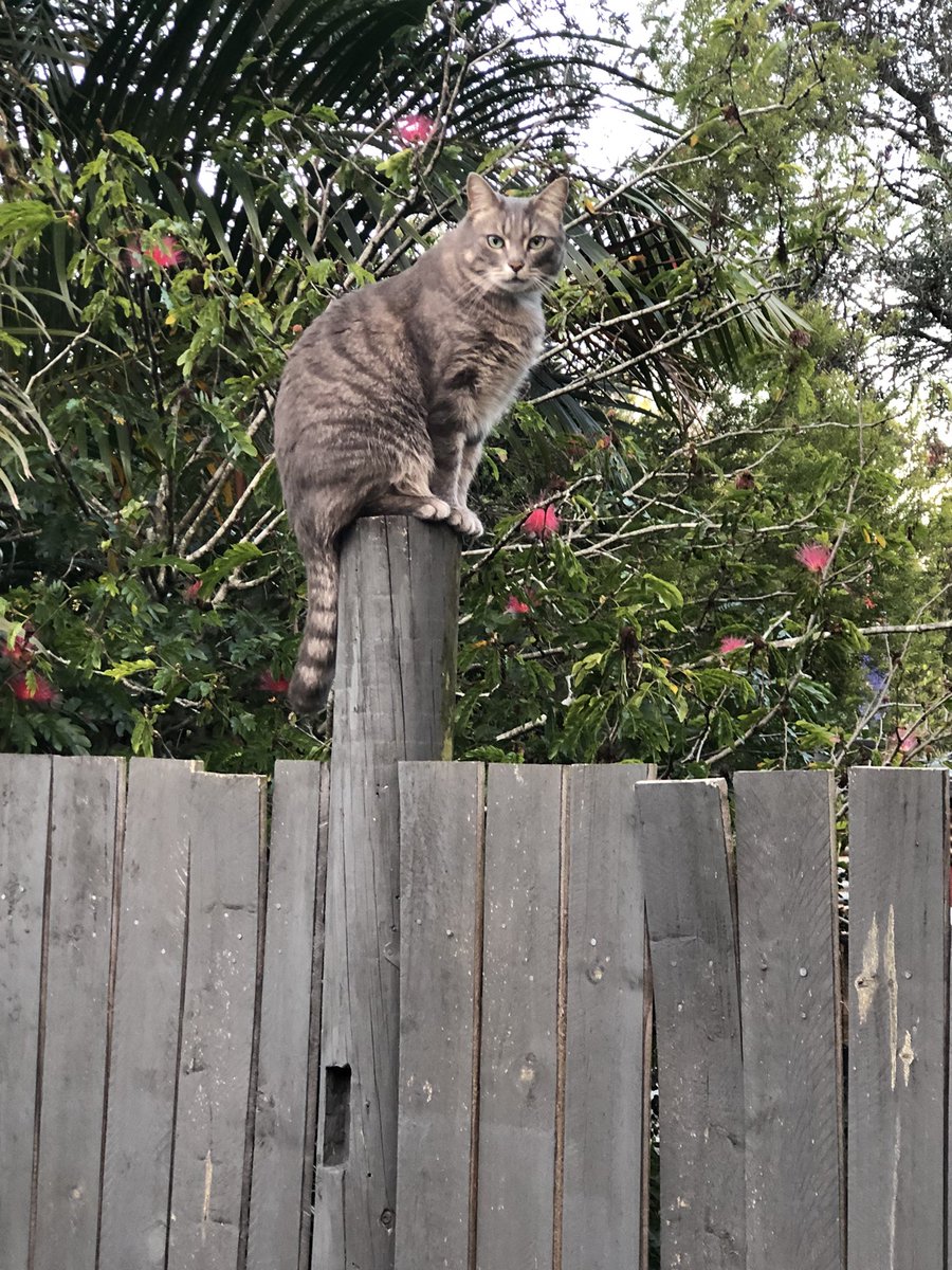 tedeakin's tweet image. This is my post