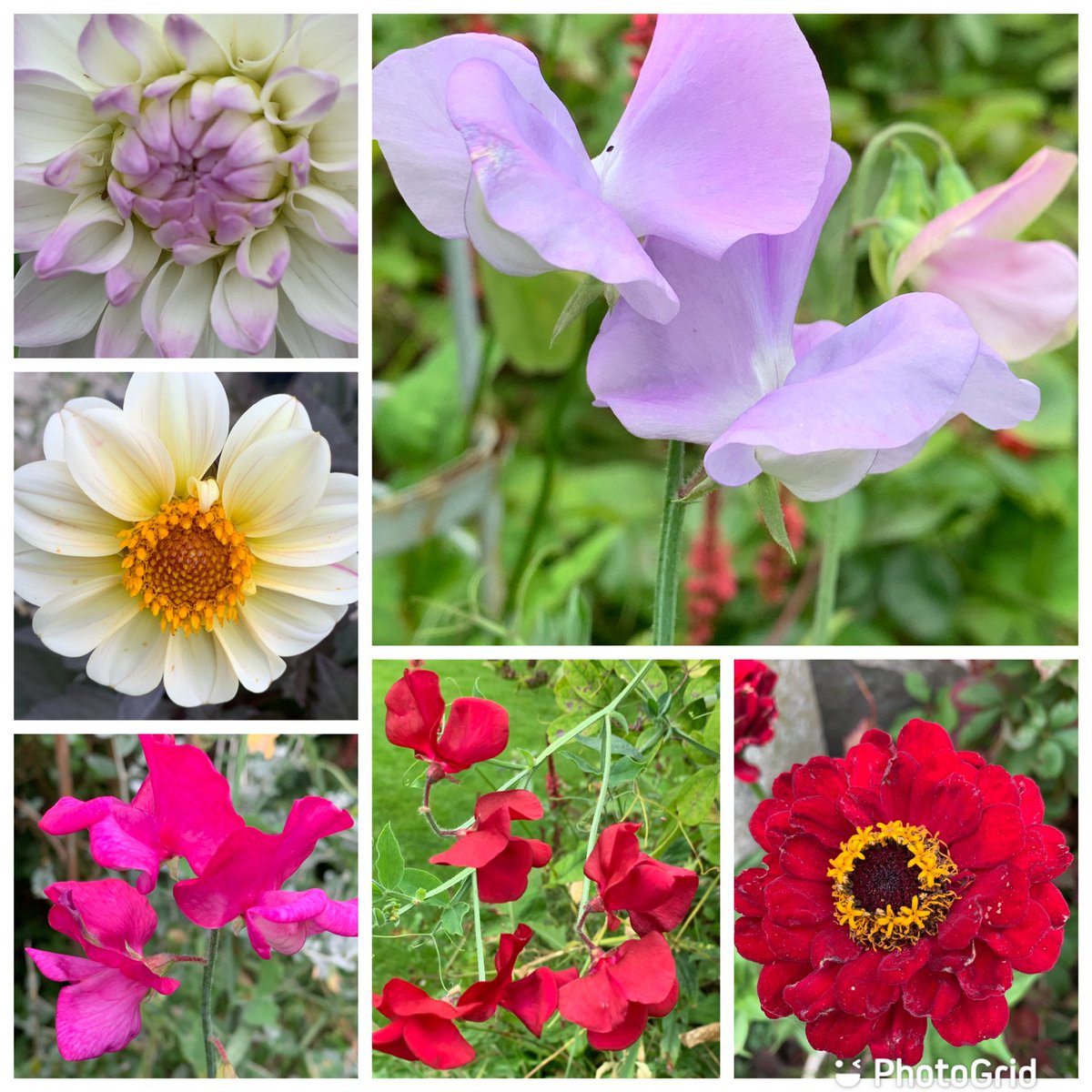 #SixOnSaturday Probably the last of this year’s sweet peas with other late bloomers.