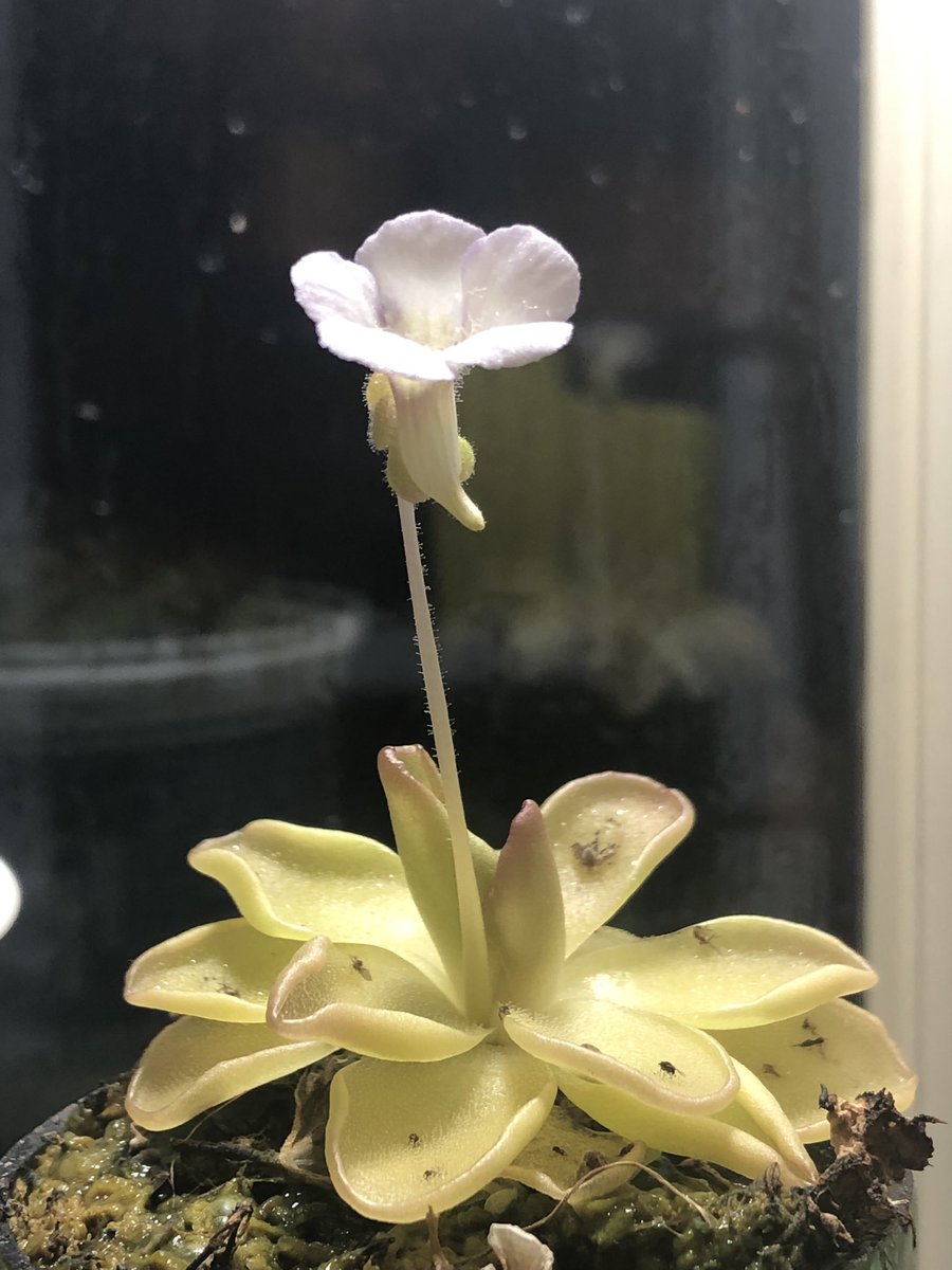 コバエがホイホイ