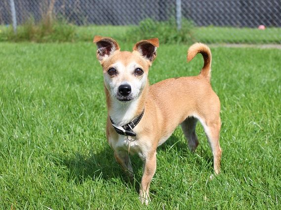 AdoptionsUk's tweet photo. Please retweet to help Squeak and Coco find a home (separately) #Buckinghamshire  #England 

Check out the website to see their info and other dogs waiting for adoption.
DETAILS 👇
https://t.co/56iahIbFTS
#dogs #pets #animals https://t.co/21V6AcWuaq