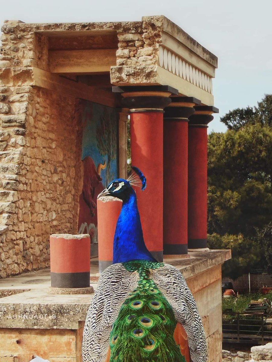 RT @GrecianGirly: A peacock at the North Entrance of the Palace of Knossos, Crete. https://t.co/rCUmhngRgx