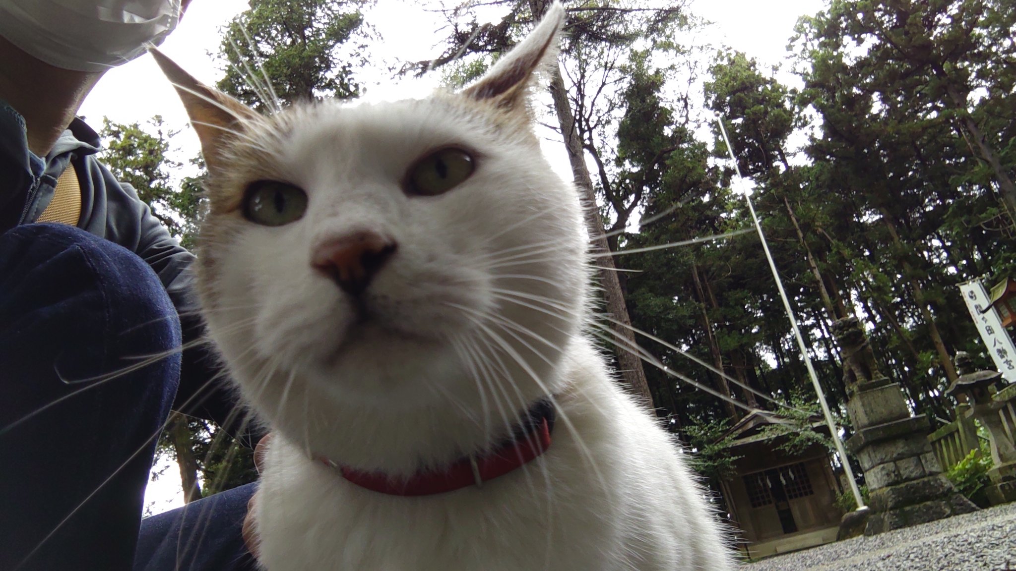 シコふんじゃった Twitter Search Twitter