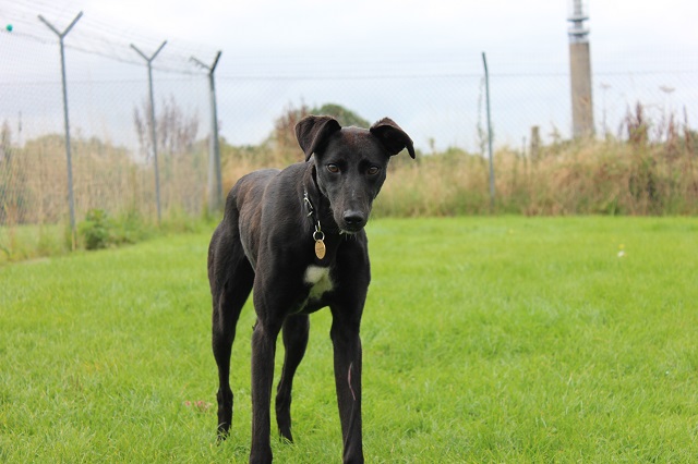 AdoptionsUk's tweet photo. Please retweet to help Squeak and Coco find a home (separately) #Buckinghamshire  #England 

Check out the website to see their info and other dogs waiting for adoption.
DETAILS 👇
https://t.co/56iahIbFTS
#dogs #pets #animals https://t.co/21V6AcWuaq