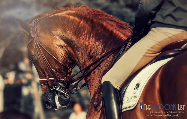 The Grooms List on Twitter "JL85859 Scotland Head Dressage Groom