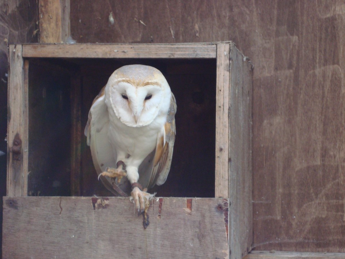 🦡🦊🦔🦉🐇🐿️🐞🐬🦈🐸🦋🦦🦌🦆🦢 So many beautiful animals in & around #Ireland! 

One of my favourites is the barn owl; 'Scréachóg Reilige' which roughly translates as the Graveyard Screamer/Screecher! ©mine from @WorldofOwls, Randalstown, Co Antrim #NationalWildlifeDay 🐾🍂