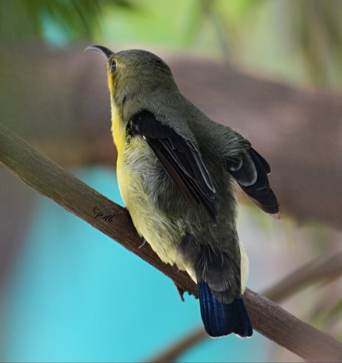 wordblossom's tweet image. 18 minutes:precious time with yellow bellied sunbird.
#weekendvibes #weekendwow
#TwitterNatureCommunity #birdwatching #sunbird #yellowbelliedsunbird #birdphotography #NaturePhotography #naturelovers #beautifulwingedbeings
