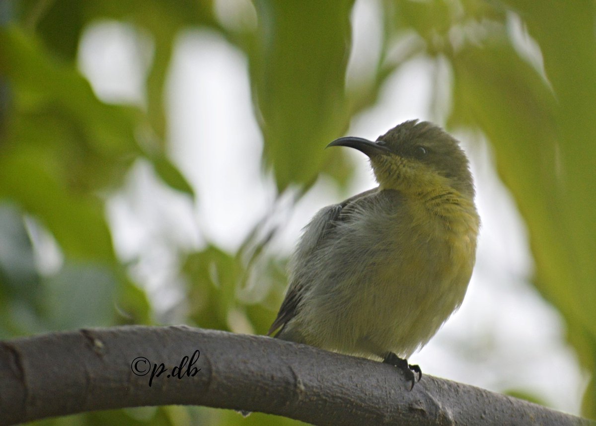 wordblossom's tweet image. 18 minutes:precious time with yellow bellied sunbird.
#weekendvibes #weekendwow
#TwitterNatureCommunity #birdwatching #sunbird #yellowbelliedsunbird #birdphotography #NaturePhotography #naturelovers #beautifulwingedbeings
