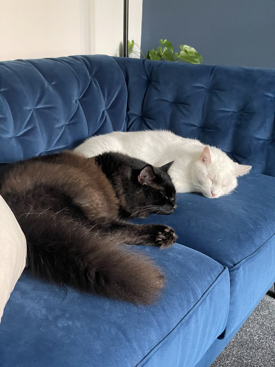 Caughters31's tweet photo. Have you ever seen such cuties 😻 

#Caturday #CatsofInstagram #cats #siamesex #BooBear #Natuzi #saturdaycats https://t.co/3QInoc4S7t