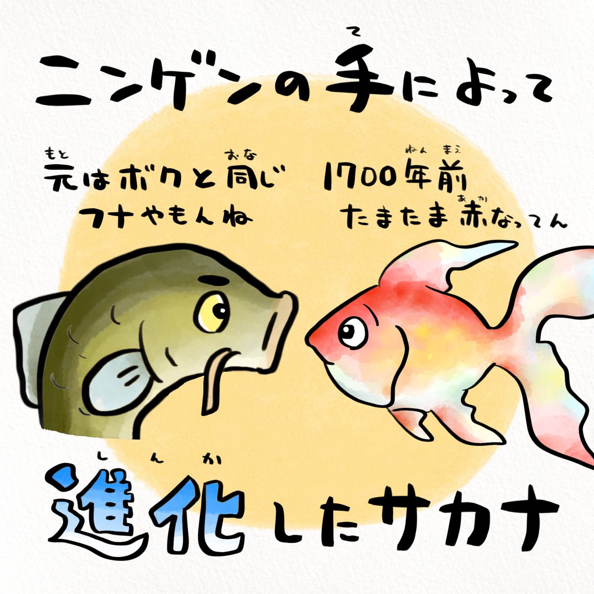 金魚は思春期になるとニキビできる 