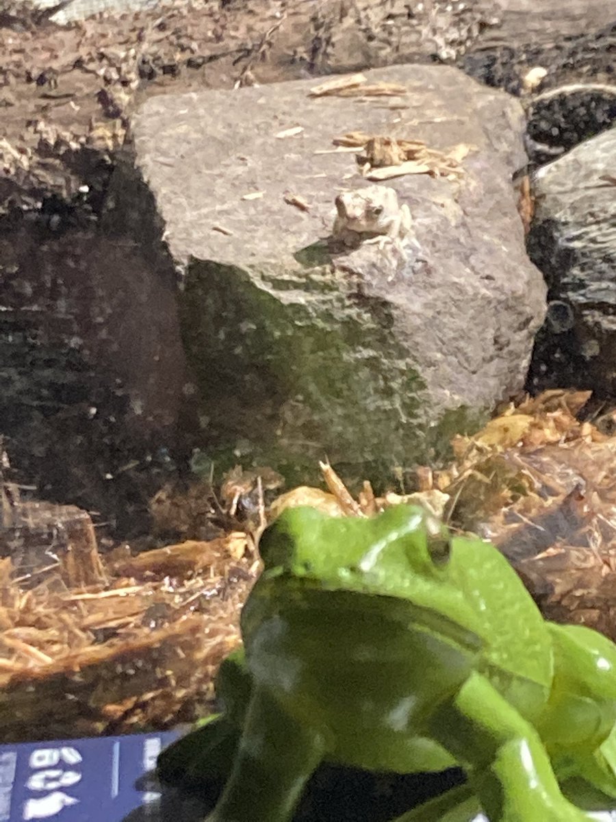 CCPS_STEM (@stemccps) on Twitter photo One of the science practices is to develop and use models. The lil one in the back seems to be interpreting its own idea of that. Hope this talent will be in a classroom soon. <a href="/CCPSk12/">Carroll County PS</a> <a href="/CCPS_ODS/">Carroll County Outdoor School</a> @ One of the science practices is to develop and use models. The lil one in the back seems to be interpreting its own idea of that. Hope this talent will be in a classroom soon. <a href="/CCPSk12/">Carroll County PS</a> <a href="/CCPS_ODS/">Carroll County Outdoor School</a> @
