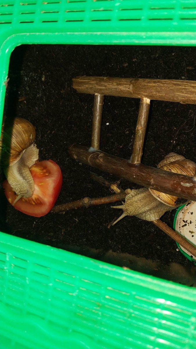snailsangels's tweet photo. I bought them a lil ladder so they can climb towards their dreams https://t.co/LrsBjyw9Ms