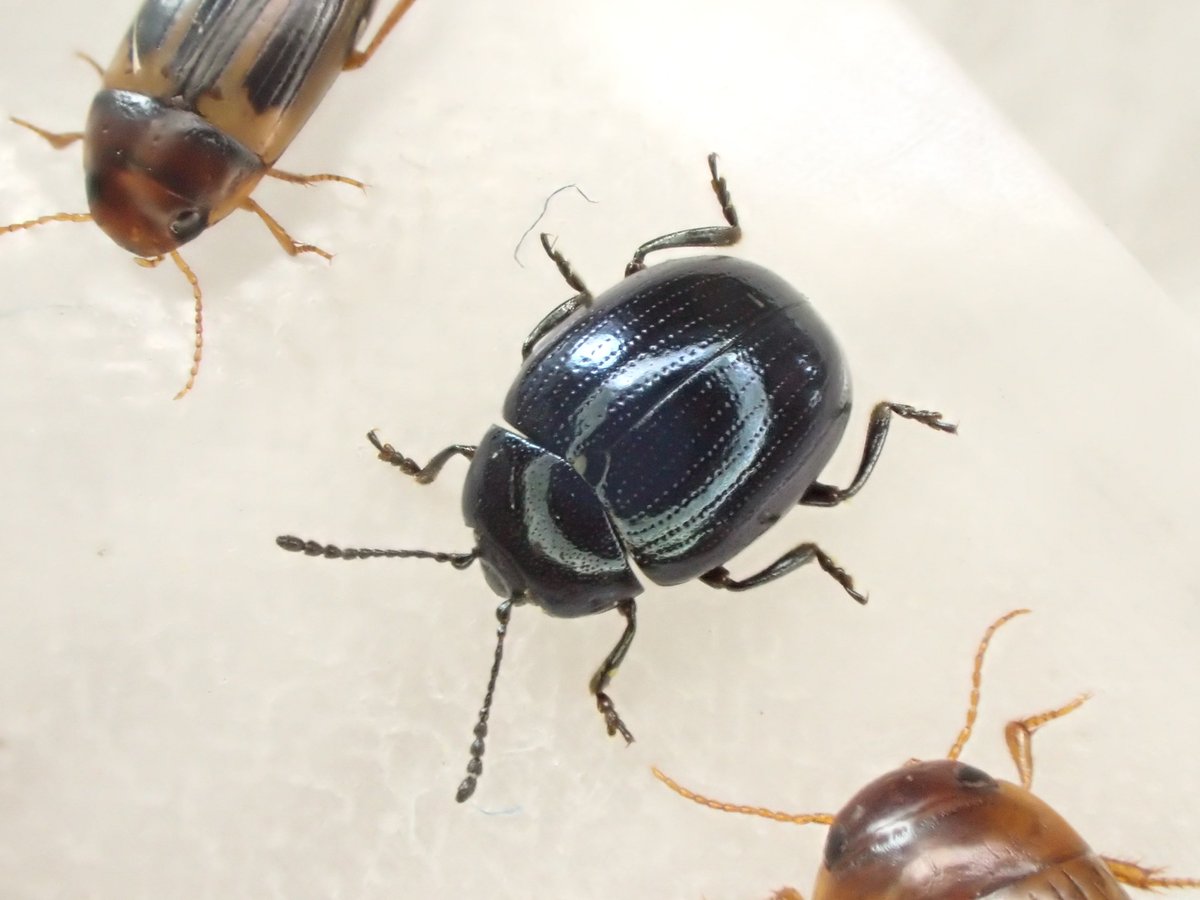 執虫 ダイコンハムシ ダイコンを始めアブラナ科の野菜の害虫 長野では何故か一度も出会わなかったので初