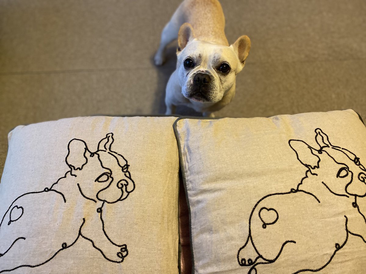 ট ইট র フレンチブルドッグのコング クッションカバーを新調 早速狙っているご様子 ニトリ クッションカバー フレブル フレンチブルドッグ