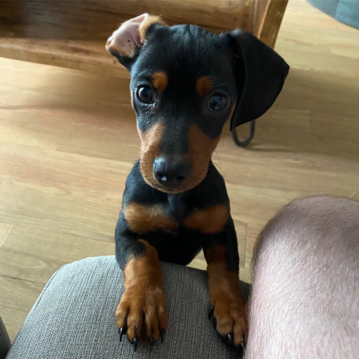 Tom Warren tweet media