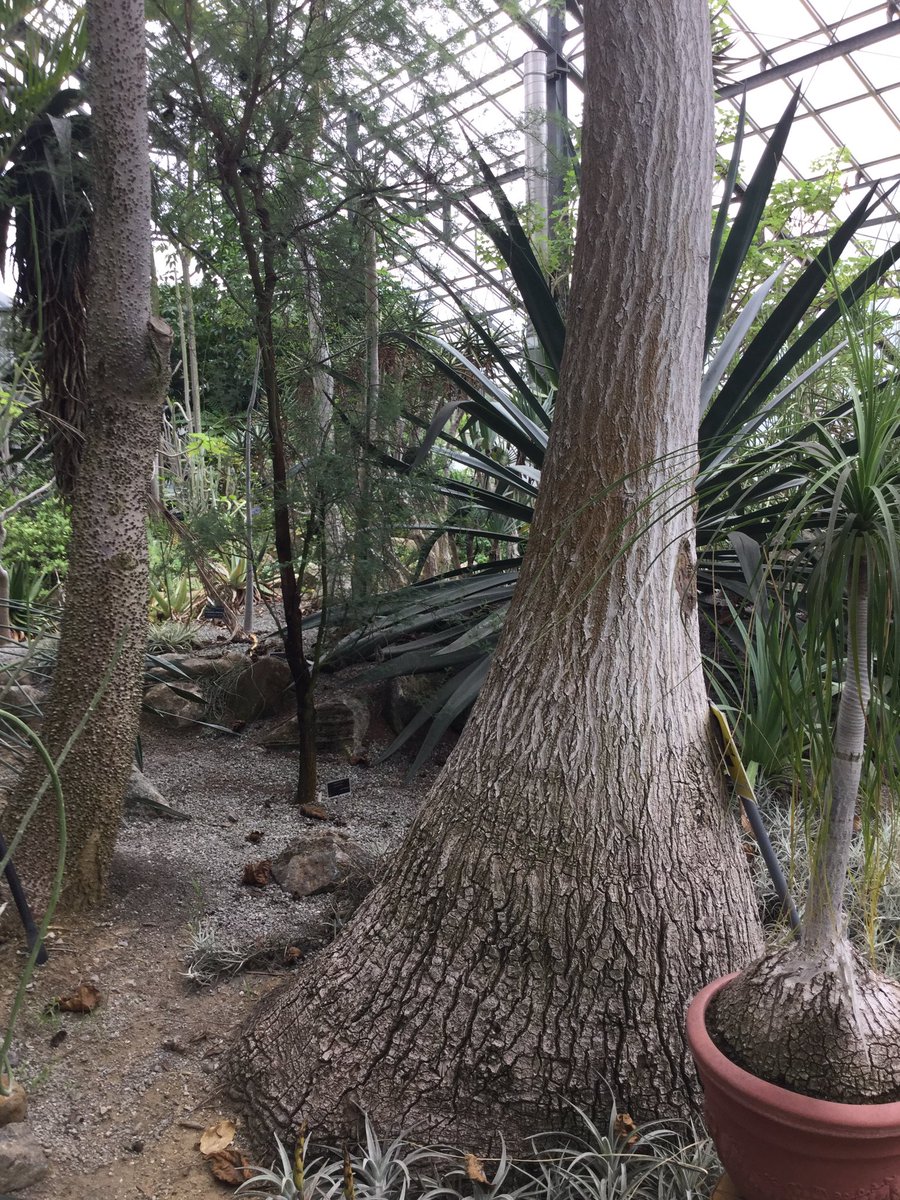 トックリランの花。名前の由来は根元の方。 