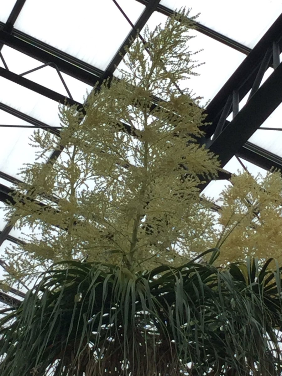 トックリランの花。名前の由来は根元の方。 