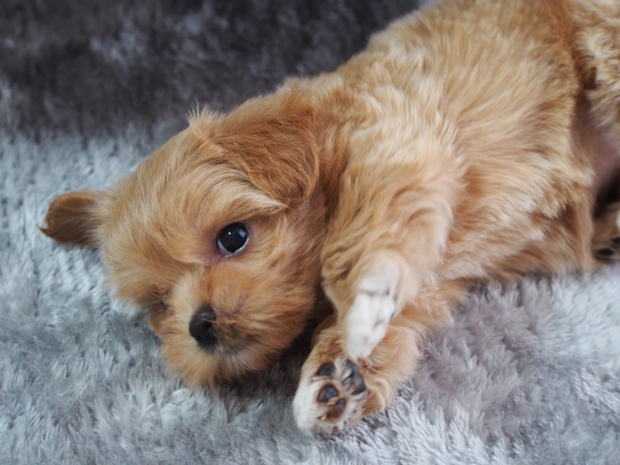 ゆなぴ 肉球が可愛い 犬のいる暮らし 仔犬 赤ちゃん犬 マルプー 生後2ヶ月 T Co Wzvsyuwnpe Twitter ゆなぴ 肉球が可愛い 犬のいる暮らし 仔犬 赤ちゃん犬 マルプー 生後2ヶ月 T Co Wzvsyuwnpe Twitter