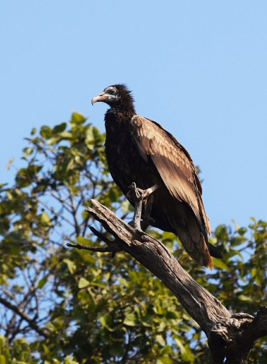 #InternationalVultureAwarenessDay 

Egyptian Vulture!!

Bharatpur, India 

#TwitterNatureCommunity #IndiAves @chirpbirding #ThePhotoHour @Avibase @BirdWatchingMy  #birdwatching
#vultureawarenessday