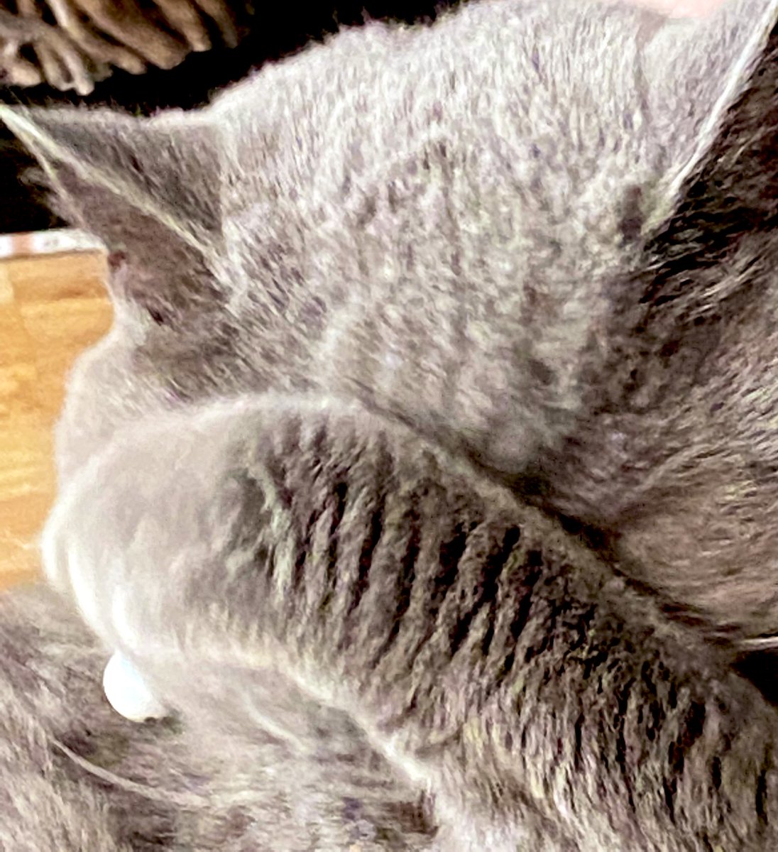 kinvara_blu's tweet photo. I have washed up mow I is weady to pawty lemme know where to go! #Caturday #CatsOfTwitter #catsofinstagram #cat #cutecat @CatsOfTwitt3r @catsofinstagram https://t.co/bk9O5yFQH5