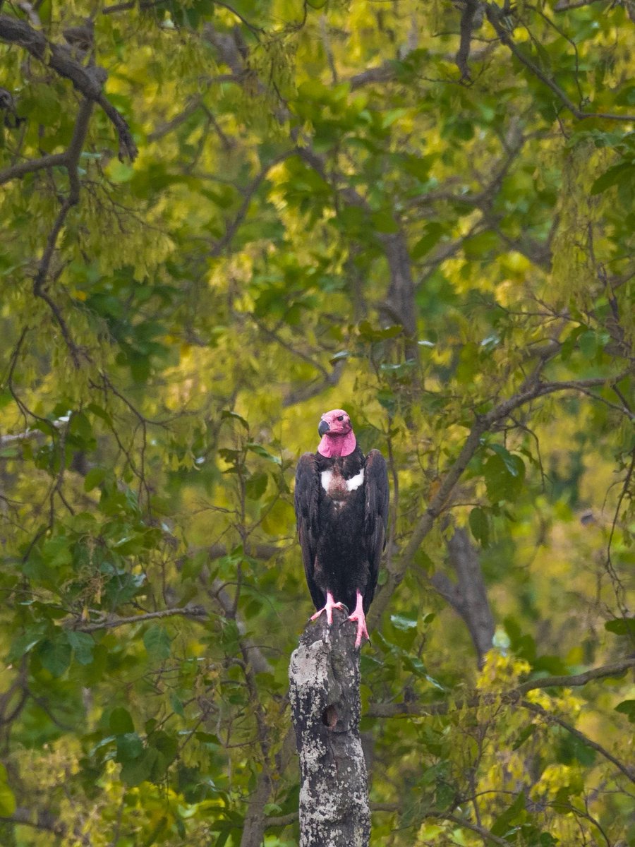 #InternationalVultureAwarenessDay Critically Endangered Red Headed Vulture at #CorbettTigerReserve @ParveenKaswan #birds #wildlife #vultureawarenessday