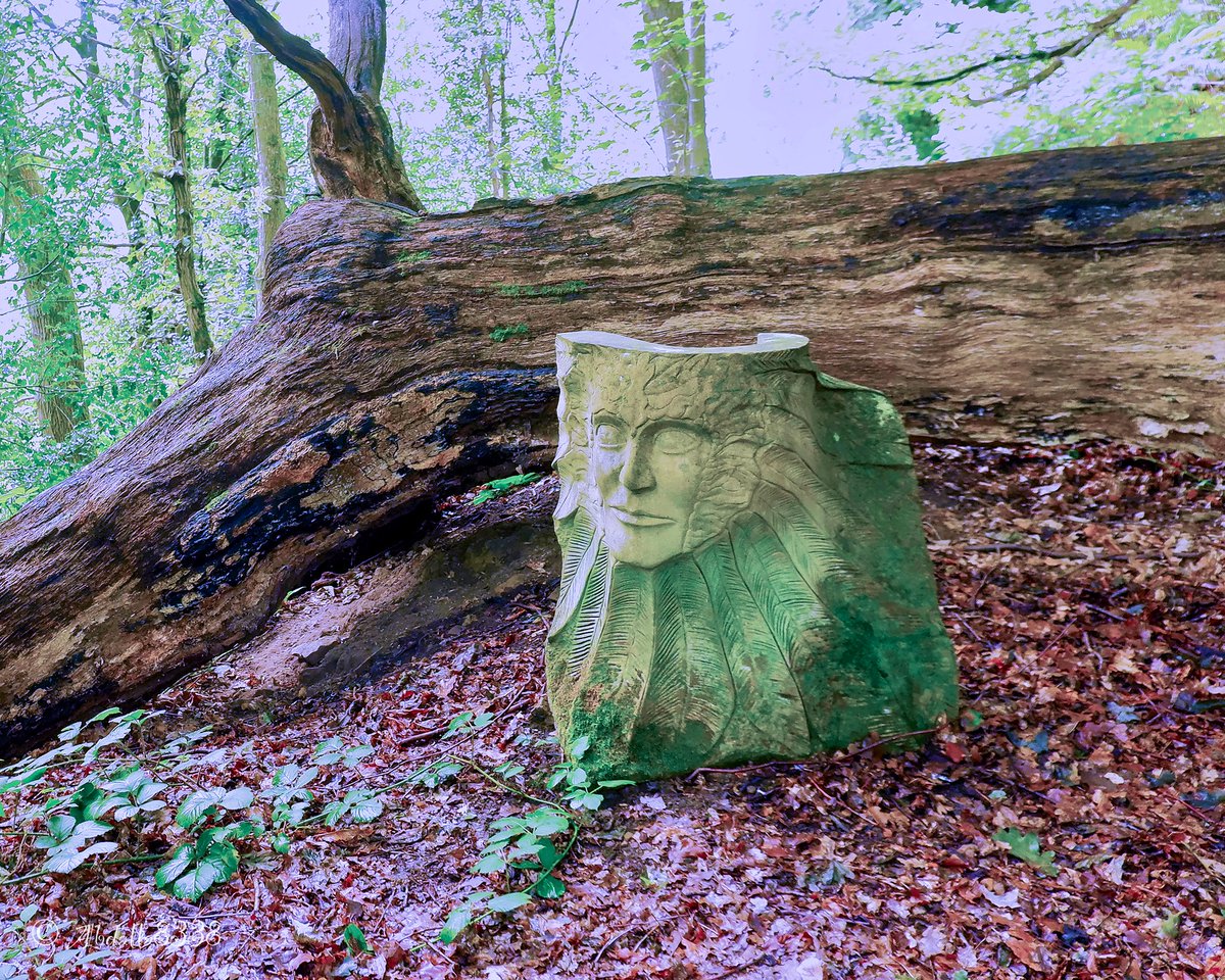 abdalla8338's tweet photo. The Native in Storrs Wood.
Another shot from last walk at the Storrs woodland arts trail.
——————————————-
 #andrewvickers  #Sculpturepark
#storrswood #stoneface #stonefacecreative #Sheffield #LoxleyValkey #Woodland #theoutdoorcity #VisitSheffield https://t.co/ICcmR7xLyx