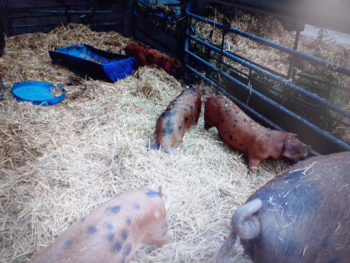 HassounehTina's tweet photo. @croxtonpark we have 5 gorgeous @OxfordSandyBlk boar weaners for sale. They are ready to leave. They are very friendly and love a fuss https://t.co/dvavq69bJQ