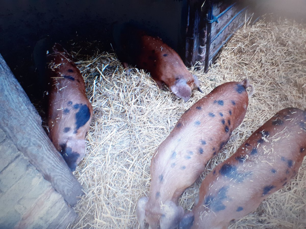 HassounehTina's tweet photo. @croxtonpark we have 5 gorgeous @OxfordSandyBlk boar weaners for sale. They are ready to leave. They are very friendly and love a fuss https://t.co/dvavq69bJQ