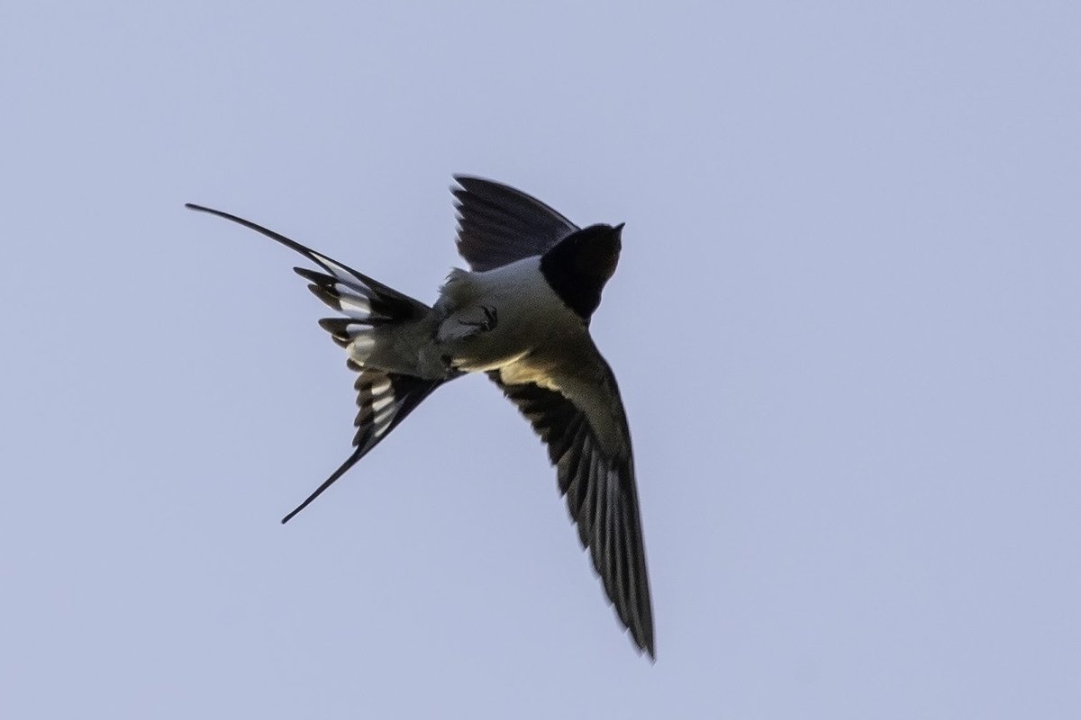 a358's tweet photo. Still plenty of Swallows and House Martins over the garden yesterday evening https://t.co/ehOE1JzWLA
