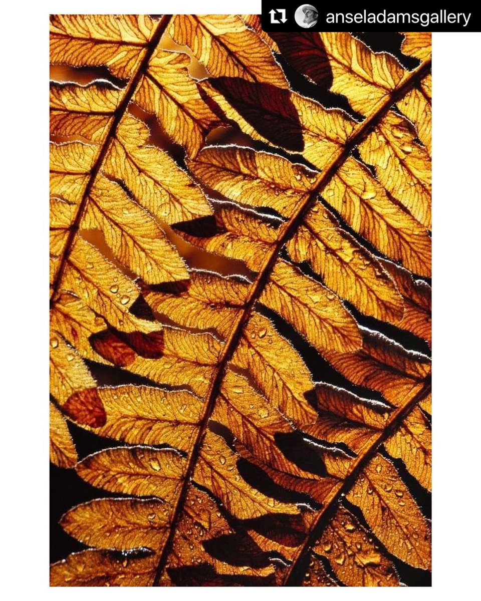 wgneill's tweet photo. Thanks @anseladamsgallery
Raindrops on Bracken Fern, Foresta, Yosemite National Park, California 1980 by William Neill @williamneill #AAGFilmFridays
#WilliamNeill #RepresentedArtist #AnselAdams #Yosemite #YosemiteNationalPark https://t.co/sbtMtkCDM5