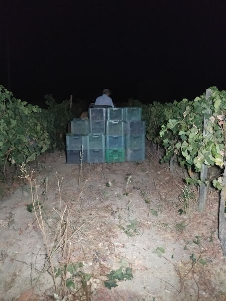 ElvinodeSetenil's tweet photo. Esta semana hemos vendimiado, por primera vez de noche.
Al hacerlo así, reducimos el tiempo que está la uva cortada antes de entrar en bodega y la temperatura a la que lo hace.
Siempre intentando mejorar 🍇🍷
#viñedo #vendimia #setenil #vinodelatierradecadiz https://t.co/fQIUyfM5IH
