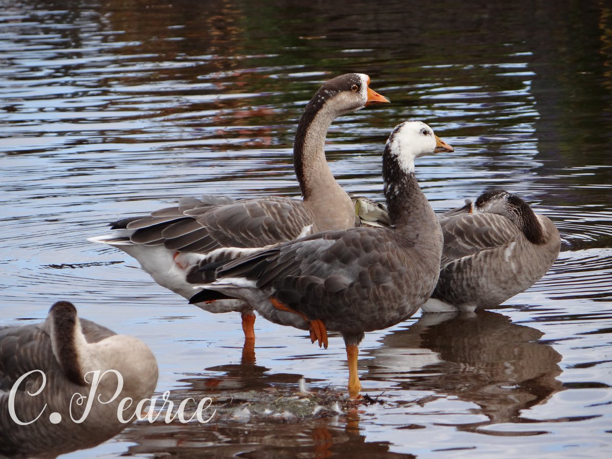Couple of geese. #goosephotography #goose #geese #geeseofinstagram #waterfowl #bytheriver #nature #naturephotography #nature_perfection #naturelover #naturephoto #photography #animal #animalsofinstagram #animals #animalphotography #insta #instagood