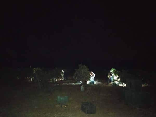 ElvinodeSetenil's tweet photo. Esta semana hemos vendimiado, por primera vez de noche.
Al hacerlo así, reducimos el tiempo que está la uva cortada antes de entrar en bodega y la temperatura a la que lo hace.
Siempre intentando mejorar 🍇🍷
#viñedo #vendimia #setenil #vinodelatierradecadiz https://t.co/fQIUyfM5IH