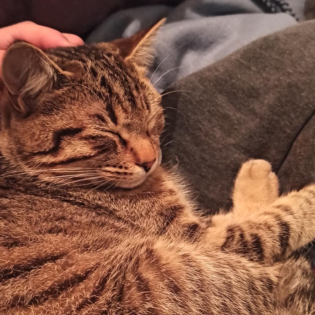 @soybiencachonda Me sale cada mamada.... Así que pasó a compartir a mi michi ❤️