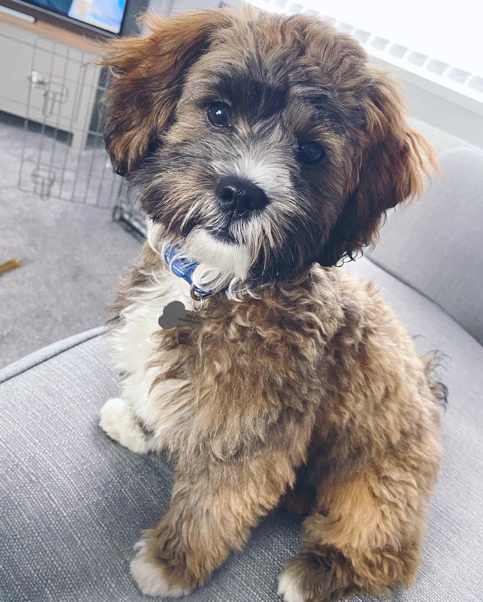 chlobird96's tweet photo. Actually adorable 🐶💙🐾 https://t.co/Mo8bxiQlFz
