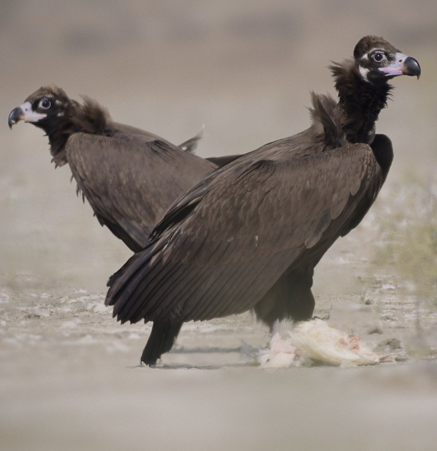 The Duel!

Cinereous Vultures from the south of #Pakistan.
#VultureAwarenessDay