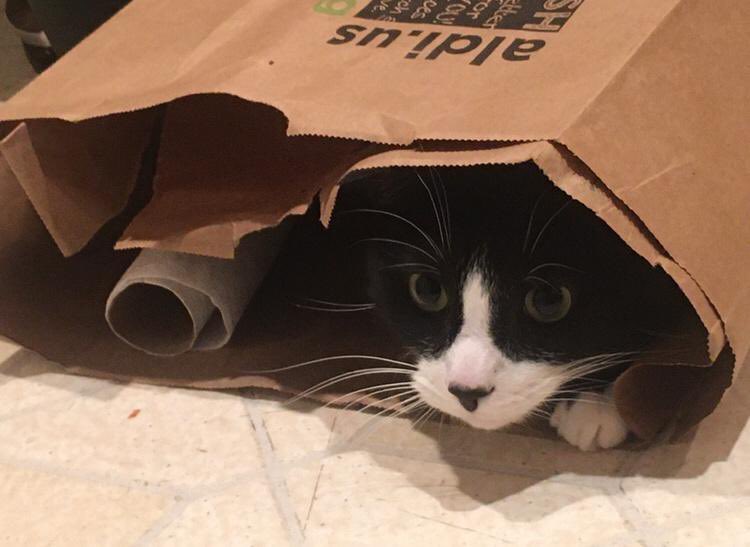 I see my cat twice a day. Once in the morning at breakfast, and then a brisk handshake goodnight. What he gets up to in the rest of the day is between him and God