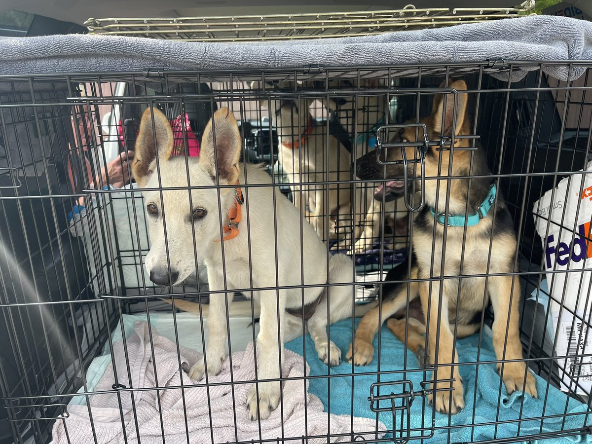 justcallmatt's tweet photo. My rescue passengers today. #gsdpups #squee https://t.co/0qyNNAeJgk
