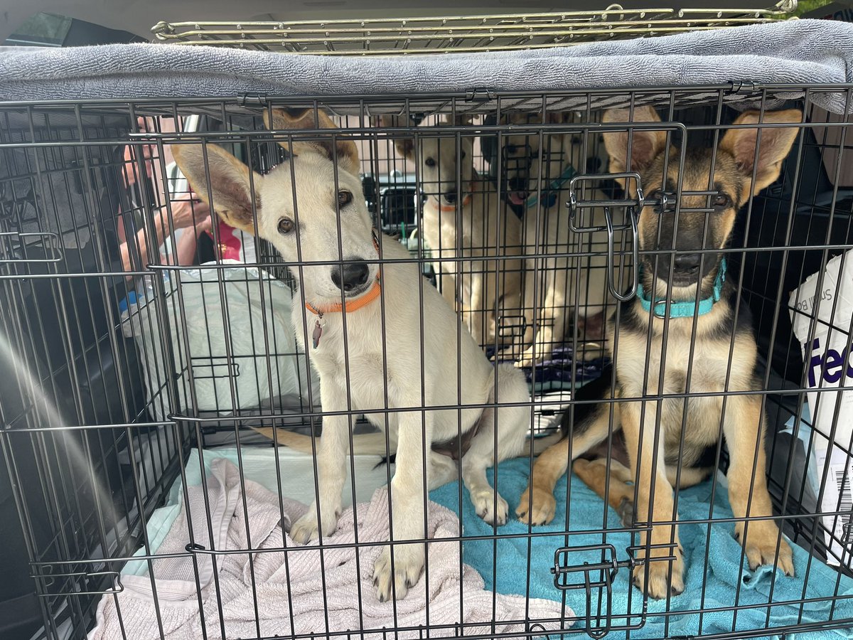 justcallmatt's tweet photo. My rescue passengers today. #gsdpups #squee https://t.co/0qyNNAeJgk