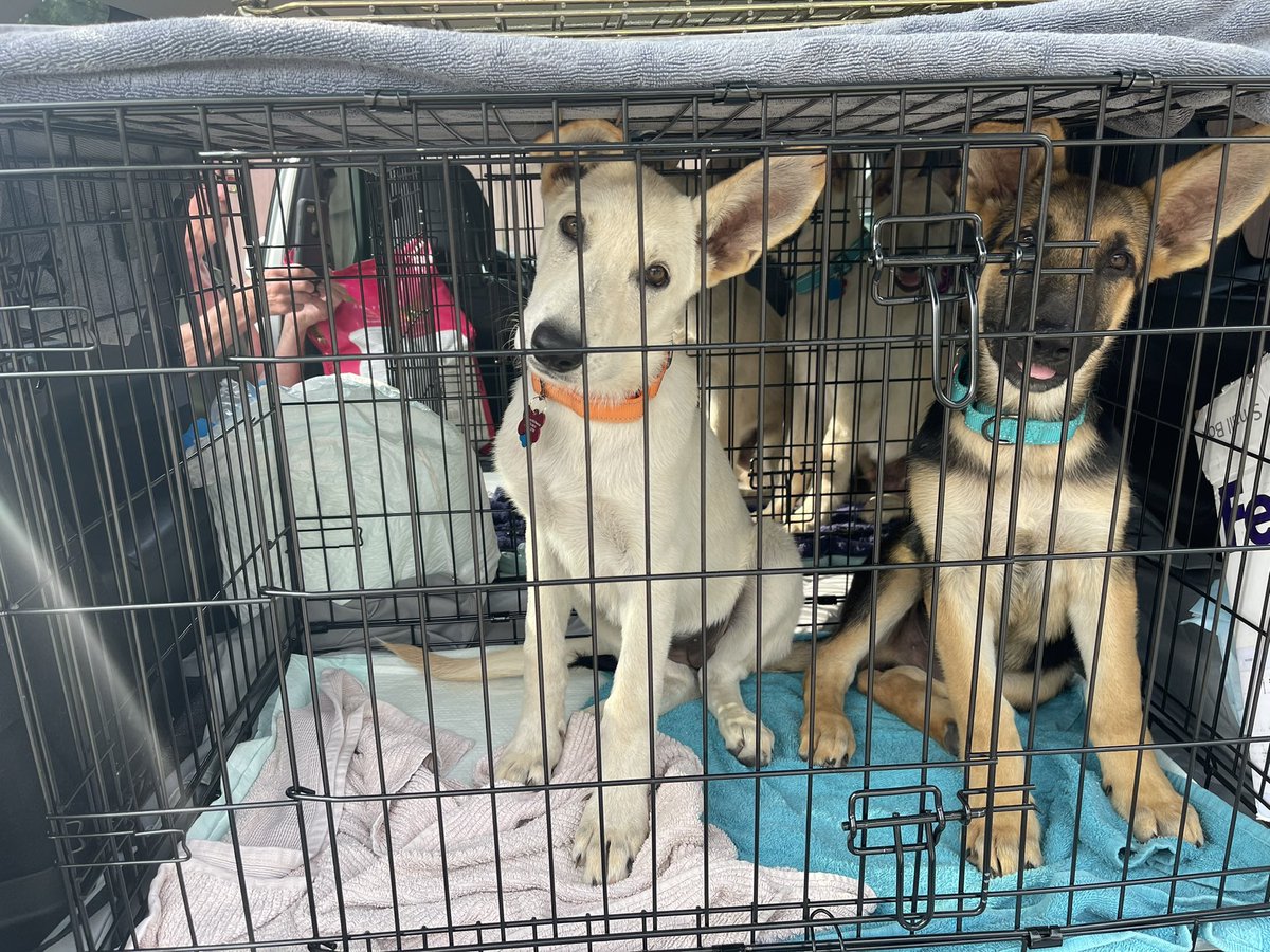 justcallmatt's tweet photo. My rescue passengers today. #gsdpups #squee https://t.co/0qyNNAeJgk