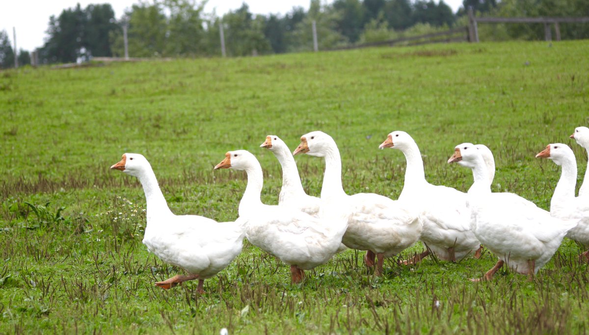 VictorBadass's tweet image. You go Beaky! 👏🏼👏🏼👏🏼

Left and right and cha cha cha! 
#HometownChaChaCha #GroupClass
#Zumba #ChaCha