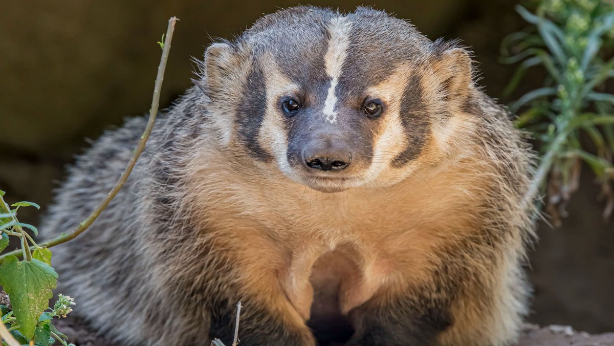 MilwaukeeCoZoo's tweet photo. Did someone say football?

#gobadgers #onwisconsin #badgerfootball #wibadgers #wisconsinlife #MKEZoo https://t.co/a9R5m3GLR6