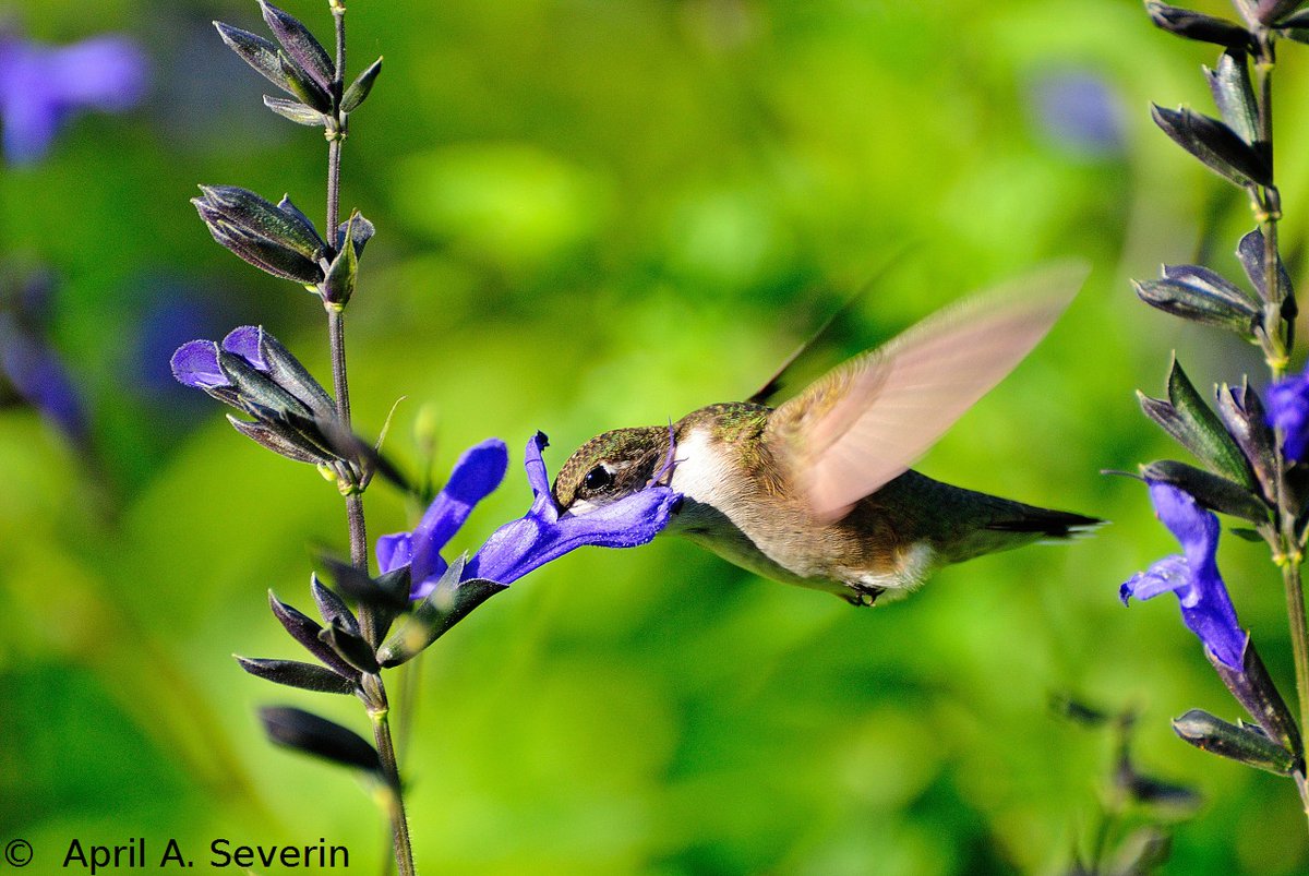 AprilAnne2014's tweet photo. #NationalHummingbirdDay #Hummingbird 9/22/12
#Canada #NorthAmerica #Animalia #Aves #bird #nectarivore #nature #CanadianPhotography #photography @dundastard @Explorationproj @Saskajanet @REBECCADWIGHT1 @rebeccajsmithw1 @PaulHettenhaus @peargrin @mixedmediashop @Restaunique https://t.co/VXlmyEQqkp