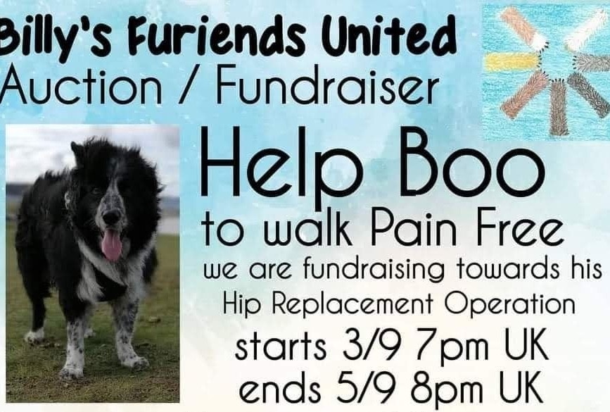 Sedgewick100's tweet image. Don't forget, Auction for Boo currently under way on Facebook, lots of wonderful items up for grabs, also, donations welcome ❤️
Billy's Furiends United (Facebook group) @mollybear68