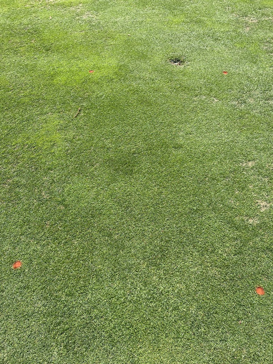 UCRturfgrass's tweet image. Outstanding #GrayLeafSpot fungicide trial on #ryegrass turf as evidenced by disease pressure in perimeter of study area and controls. Winning are Bayer exp. (pictured), Ascernity, Insignia, Pillar SC, Navicon, Tartan Stressgard, &amp;amp; Rayora. @theturfyoda @gcsanc @GCSA_Socal @SD_GCSA