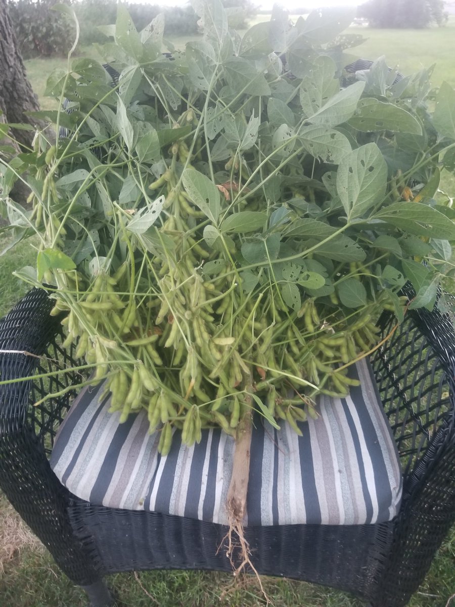 He7ifarmer's tweet image. That'll do.