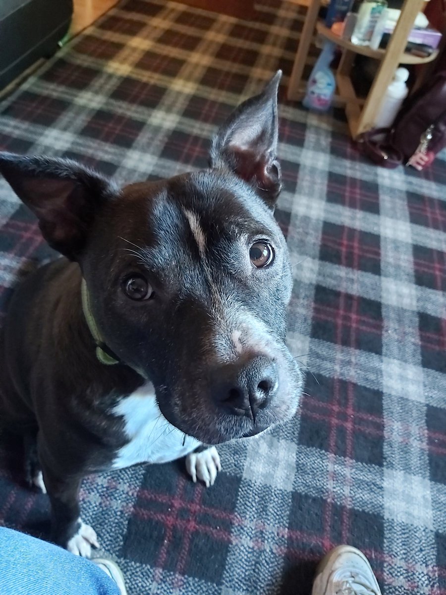 Shellheartluvsu's tweet photo. @smallestwarr1or //Hi here's a photo of my grans dog that I don't get to see a lot his name is Tye and he's very baby https://t.co/ir9UybJJsx